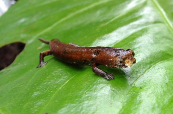 ugly salamander